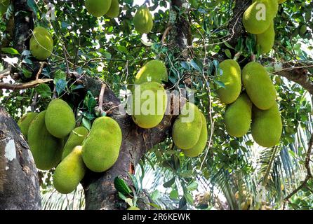 Frutti di jack (Artocarpus eterophyllus) frutti di pane sull'albero, Kerala, India del Sud, India, Asia Foto Stock