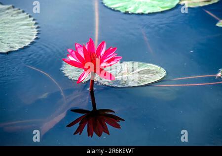 Ninfea nouchali Burm. F) Tamil Nadu, India meridionale, India, Asia Foto Stock