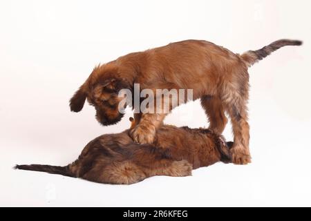 Briard, cuccioli, 9 settimane, Berger de Brie Foto Stock