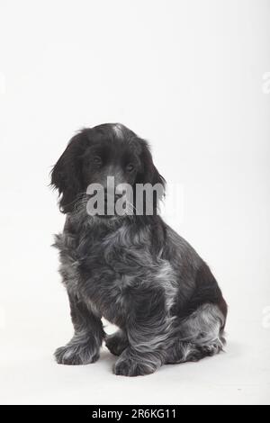 Inglese Cocker Spaniel, cucciolo, 10 settimane, inglese Cocker Spaniel Foto Stock