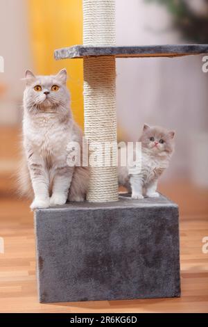 Gatto inglese con gattino, lilla-bianco, Highlander, Lowlander, Britannica, BLH, albero di gatto Foto Stock