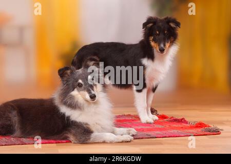 Sheltie, 9 anni, con cucciolo, 4 1/2 mesi, Shetland Sheepdog, vecchio cane, lateralmente Foto Stock