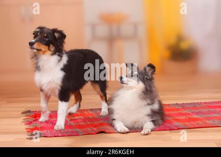 Sheltie, 9 anni, con cucciolo, 4 1/2 mesi, Shetland Sheepdog Foto Stock