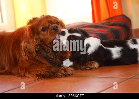 Cavalier re Carlo Spaniel, rosso rubino, e cucciolo, tricolore, 13 settimane Foto Stock