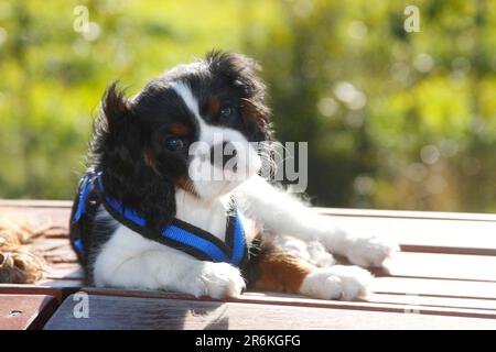 Cavalier re Charles Spaniel, cucciolo, tricolore, 13 settimane, imbracatura Foto Stock