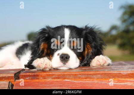 Cavalier King Charles Spaniel, cucciolo, tricolore, 13 settimane Foto Stock