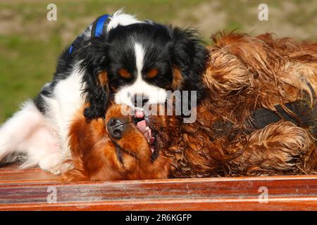 Cavalier re Carlo Spaniel, rosso rubino, e cucciolo, tricolore, 13 settimane Foto Stock