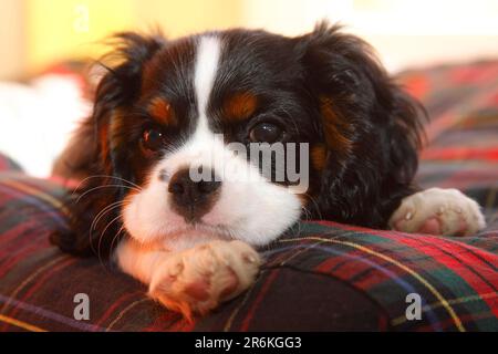 Cavalier King Charles Spaniel, cucciolo, tricolore, 13 settimane Foto Stock