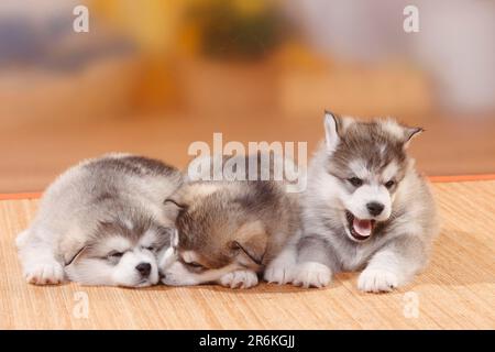 Alaskan Malamute, cuccioli, 6 settimane Foto Stock