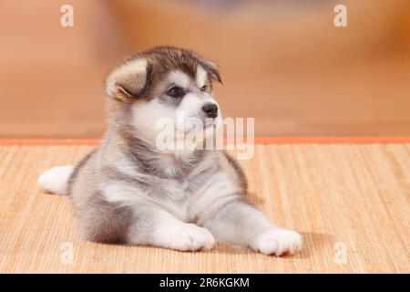 Alaskan Malamute, cucciolo, 6 settimane Foto Stock