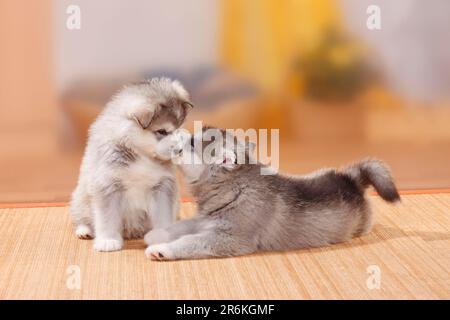 Alaskan Malamute, cuccioli, 6 settimane Foto Stock