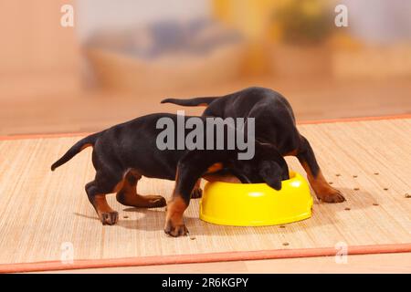 Doberman, Puppies, 5 settimane, Doberman, recipiente per alimenti, Ciotola, invidia alimentare Foto Stock