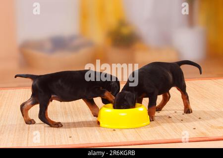 Doberman, Puppies, 5 settimane, Doberman, recipiente per alimenti, Ciotola Foto Stock