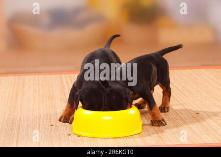 Doberman, Puppies, 5 settimane, Doberman, recipiente per alimenti, Ciotola Foto Stock