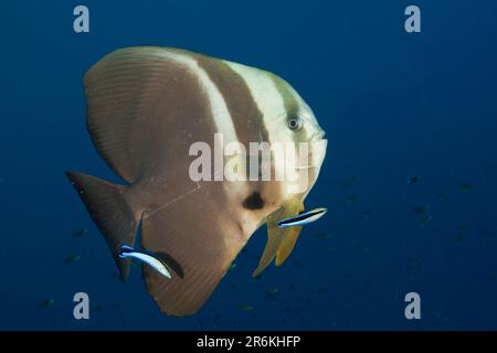 Pesci batfish longfin (Platax teira) e Cleaner Wrasse, Platax teira, Raja Ampat, Papua Occidentale, Indonesia (Labroides dimidiatus), lato Foto Stock