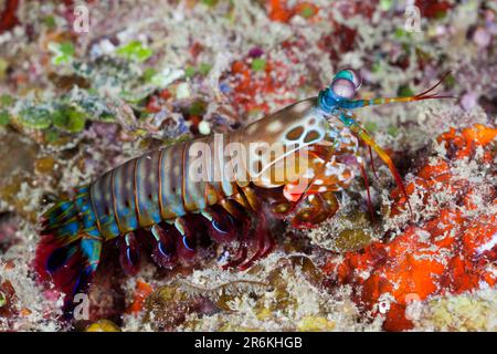 Gamberi di Mantide colorati, Raja Ampat, Papua Occidentale, Indonesia (Odontodactylus scyllarus) Foto Stock