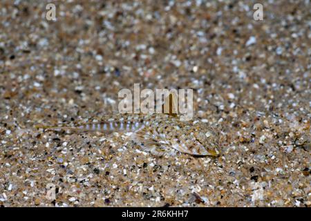 Dragonet comune (Callionymus lyra), Costa Brava, Spagna Foto Stock