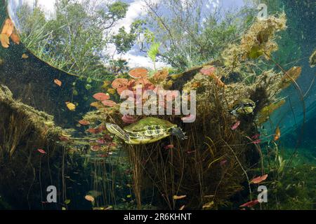 Cursore meso-americano a Cenote, Tulum, Penisola dello Yucatan, Messico (Trachemys scripta venusta) Foto Stock