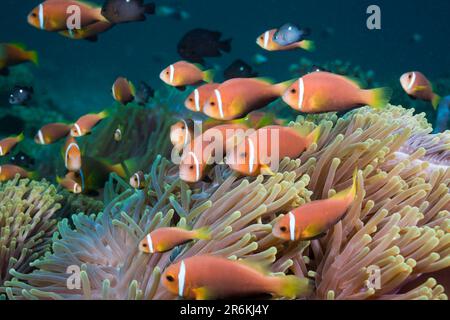 Maldive Anemonefish in Magnificent Anemone, North Ari Atol, Maldive (Amphiprion nigripes) (Heteractis magnifica) Foto Stock