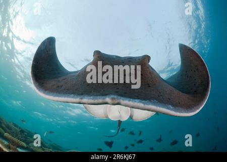 Stingray macchiato, barriera corallina di Ellaidhoo House, atollo di Ari (Torpedo melanospila), stingray macchiato nero (Taeniura meyeni), stingray macchiato nero Foto Stock