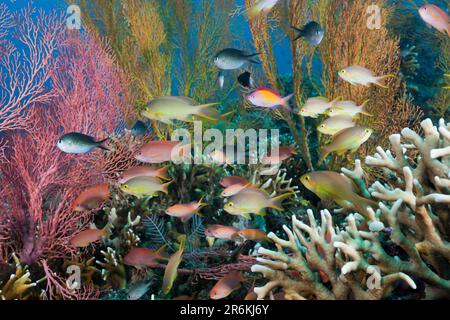 Anthias in Coral Reef, Amed, Bali, Indonesia (Pseudanthias huchtii), Lyretail Anthias (Pseudanthias squamipinnis), Anthias rosso cheeked, Basslet Foto Stock