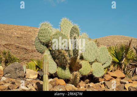 Una pianta di cactus selvatico spinoso nelle isole canarie. Foto Stock