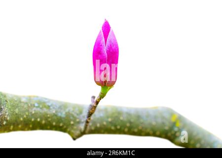 Ramo d'albero di Magnolia con un singolo germoglio chiuso isolato su bianco. Anticipazione di primavera e concetto di eccitazione. Foto Stock