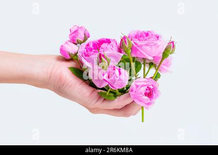 Collezione di rose in miniatura appena tagliate tenute in mano, su uno sfondo bianco. Foto Stock