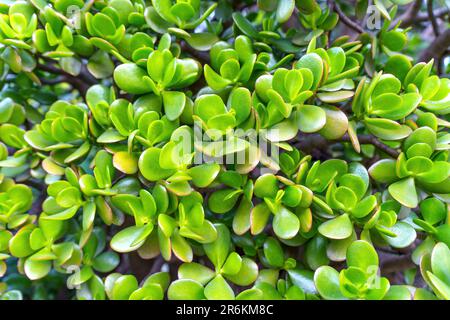 Foglie verdi e lucide di una pianta di alberi da denaro, conosciuta anche come Pachira aquatica o Malabar castagno. Le foglie sono disposte in un modello di palmate e ha Foto Stock