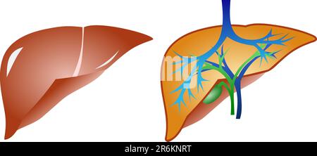 vettore di anaromia epatica e gall isolato su sfondo bianco Illustrazione Vettoriale