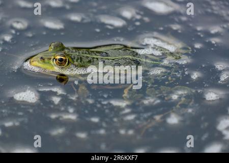 Rana commestibile (Pelophylax kl. esculentus) in acqua Foto Stock