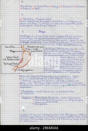 Note dello studente scolastico sulla biologia in un quaderno della scuola sulla struttura del sistema digestivo umano Foto Stock