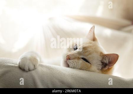 Bianco grasso bello pigro gatto astuto che si crogiola in una sedia con una coperta bianca Foto Stock