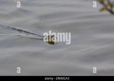 Serpente d'acqua a fascia nel lago Foto Stock