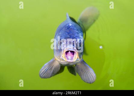 Carpa dall'aspetto divertente con bocca aperta in uno stagno verde circondato da bolle d'aria Foto Stock