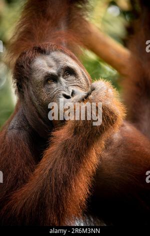 Orangutan al Semenggoh Wildlife Rehabilitation Center, Sarawak, Borneo, Malesia, Asia sudorientale, Asia Foto Stock