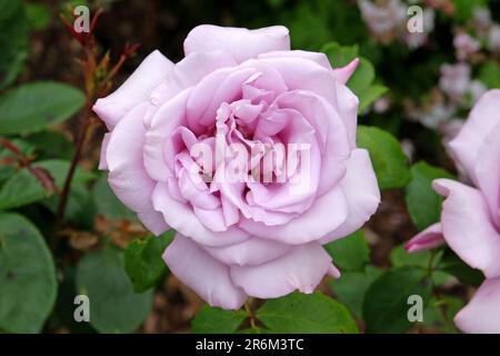 Due volte in una luna blu, fioritura Hybrid Tea rosa. Foto Stock