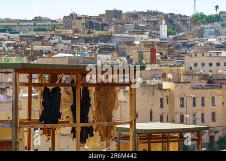 Marocco. Fez. La conceria Chouara è la più grande delle quattro concerie tradizionali ancora presenti nel cuore del Fez el-Bali. Asciugatura della pelle Foto Stock