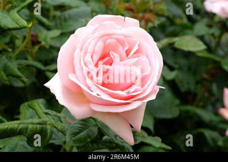 Rosa pallido 'Afrodite' in fiore. Foto Stock