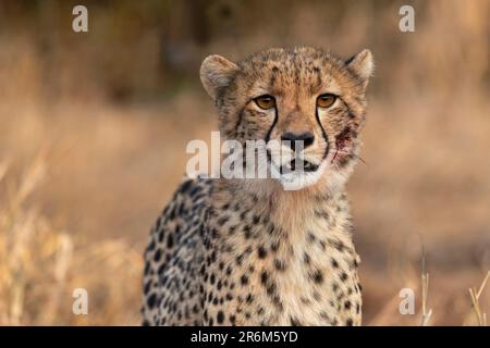 Ghepardo (Acinonyx jubatus). Zimanga riserva di caccia privata, KwaZulu-Natal, Sudafrica, Africa Foto Stock