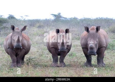 Rinoceronti bianchi (Ceratotherium simum) cornuti e deorti, Zimanga Game Reserve, KwaZulu-Natal, Sudafrica, Africa Foto Stock