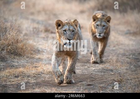 I Lions (Panthera leo), Zimanga riserva privata, KwaZulu-Natal, Sud Africa e Africa Foto Stock