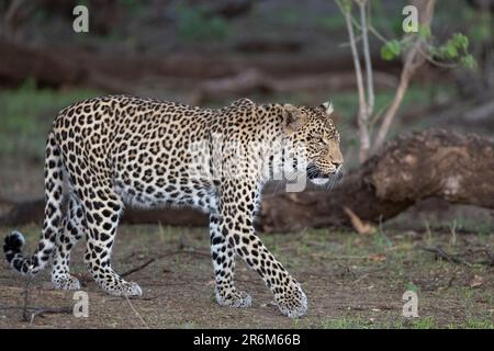 Leopardo (Panthera pardus), Mashatu Game Reserve, Botswana, Africa Foto Stock