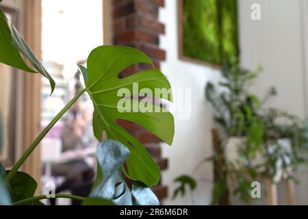 Mostri foglia nel giardino di casa Foto Stock