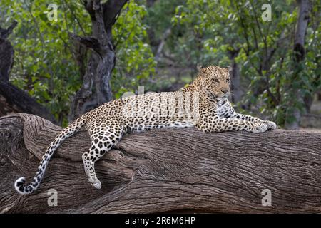 Leopardo (Panthera pardus), Mashatu Game Reserve, Botswana, Africa Foto Stock