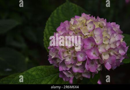 In estate, l'ortensia rosa e bianca, come una palla, fiorisce vigorosamente e splendidamente Foto Stock