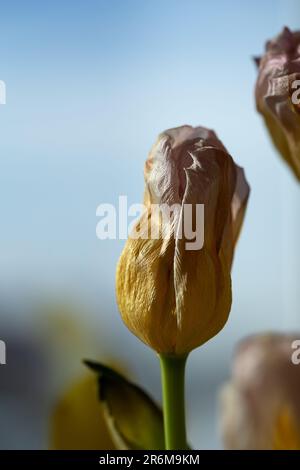 affievolimento tulpan fiore primo piano su sfondo blu Foto Stock