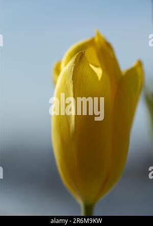 bouquet di tulipani bianchi in vaso sul tavolo vicino alla finestra Foto Stock