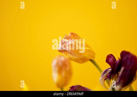 affievolimento tulpan fiore primo piano su sfondo giallo Foto Stock