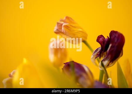affievolimento tulpan fiore primo piano su sfondo giallo Foto Stock